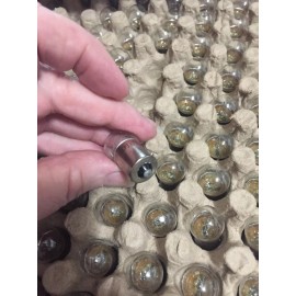 candlepower VW 12 Volt License Light or Rear Tail Light Bulbs, Pair