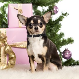 Green XXS Dog Collar with Bell, Soft Pu Leather Cat Collars Adjustable Buckle for XS Extra Small Medium Tiny Female Male Boys Girls Pets Puppy Kitten Teacup Yorkie XX-Small