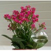 Lauschaer Glas Lauschaer Glas Flower Ball Set of 5 Diameter 6/7/8 cm Mouth-Blown Hand Shaped Water Dispenser Thirst Balls