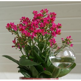 Lauschaer Glas Lauschaer Glas Flower Ball Set of 5 Diameter 6/7/8 cm Mouth-Blown Hand Shaped Water Dispenser Thirst Balls
