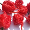Carolina Reaper Dried Chilli Pods - Worlds Hottest Chilli Pepper