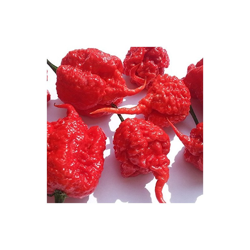 Carolina Reaper Dried Chilli Pods - Worlds Hottest Chilli Pepper