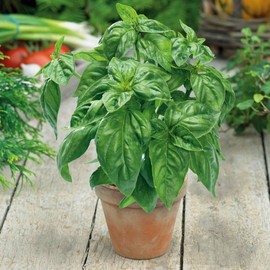 Eden Brothers Basil Seeds - Large Sweet for Pots Non-GMO Seeds for Planting, Packet | Low-Maintenance Herb Seeds, Plant During Spring Season, Zones 10, 3, 4, 5, 6, 7, 8, 9