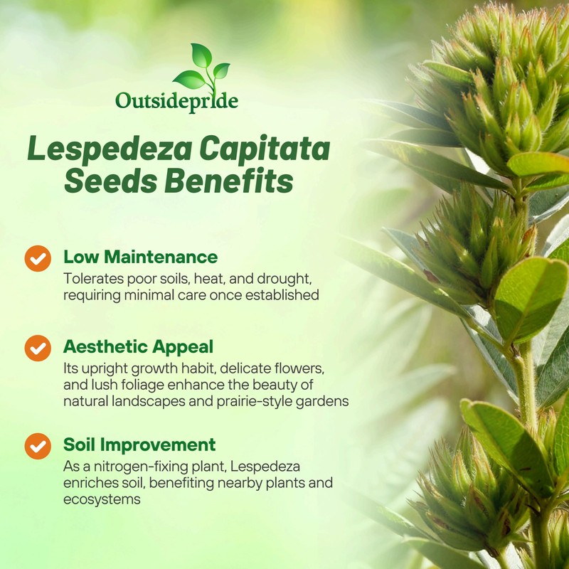 Outsidepride Round-Headed Bush Clover Seeds - 2000 Pcs Perennial Seeds