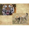 Edition Colibri 3D Postcard Set with Wild Cats as Party