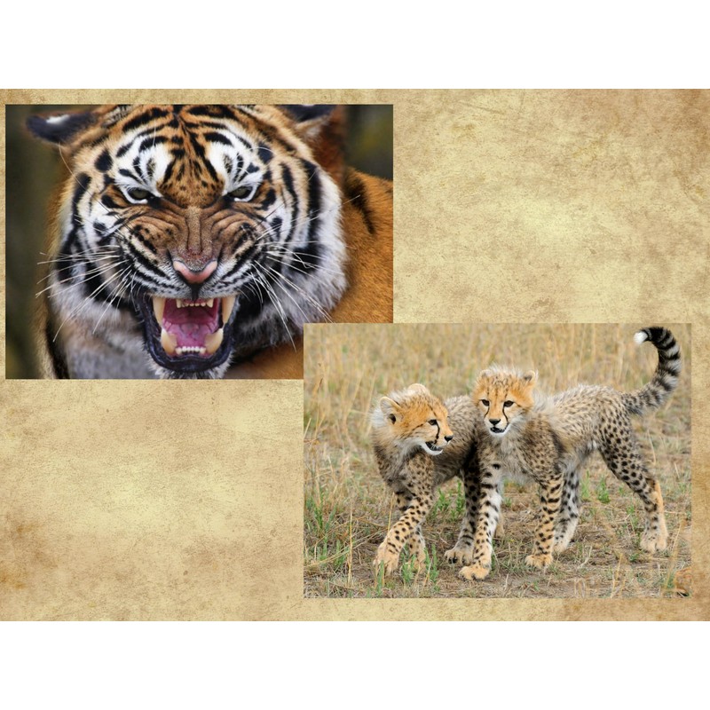 Edition Colibri 3D Postcard Set with Wild Cats as Party