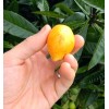 Tree Loquat Tree With 6- 8” Sweet Tropical Live Plant
