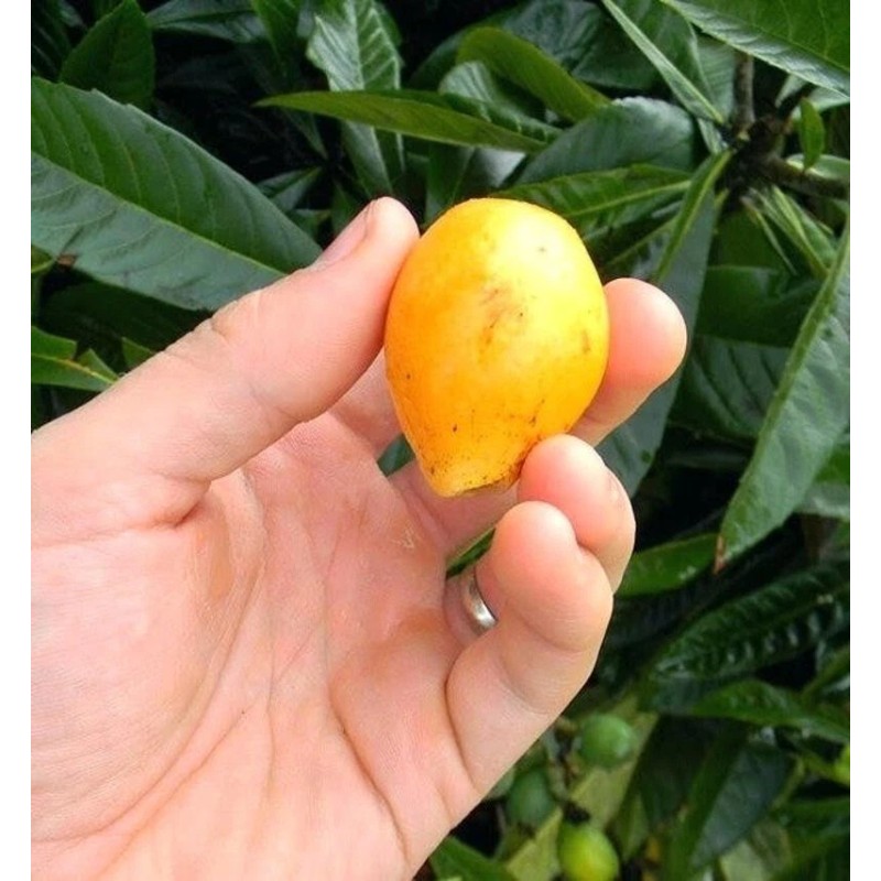 Tree Loquat Tree With 6- 8” Sweet Tropical Live Plant
