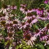 Outsidepride Echinacea Purple Coneflower Flower Seeds - 1000 Seeds