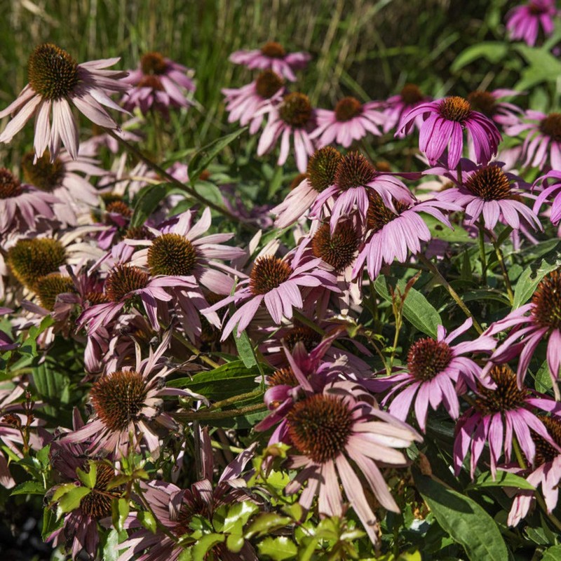 Outsidepride Echinacea Purple Coneflower Flower Seeds - 1000 Seeds