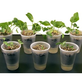 ALDON Innovating Science Plant Food: Nutrient Deficiency in Plants - Explore The Different Effects of Nutrient Deprivation in Plants - Small Group Learning - Experiment Kit