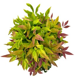 Blooming & Beautiful - Blush Pink Nandina - 3 gal - Southern Living - Dwarf Evergreen Shrub - Pink Colored Foliage - Compact Low Growing - Zones 6-10 - Nandina domestica 'Aka' PP19916-3 Gallon Pot