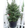 Ilex X rutzan 'Red Beauty' (Holly) Evergreen, #3 - Size