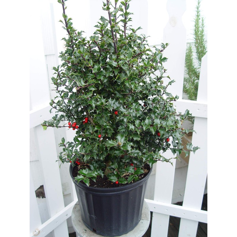Ilex X rutzan 'Red Beauty' (Holly) Evergreen, #3 - Size