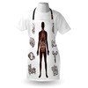 Ambesonne Anatomy Apron, Human Body with Internal Organs Sketch Health