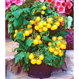 FUN AND GROW SEEDS: Seeds Yellow Indoor Dwarf Tomato Determinate Non GMO Heirloom