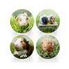 4 x Round Guinea Pig Coasters - Animals Rodent Pets