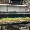 NICREW Aquarium Grass Seeds 10g (Red Leaf) Aquarium plant USA