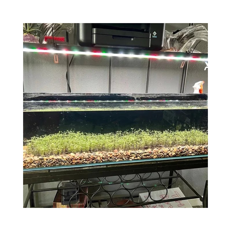 NICREW Aquarium Grass Seeds 10g (Red Leaf) Aquarium plant USA