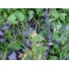 Lakeside Seeds Matricaria discoidea (Pineapple Weed) wildflower seed pack, Annual