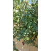 Homemade Dried Organic Jujube Leaves 2 oz