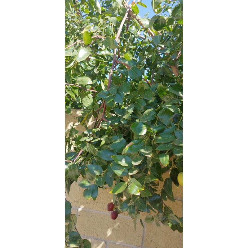 Homemade Dried Organic Jujube Leaves 2 oz