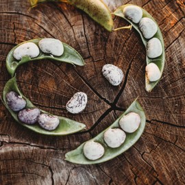 Jackson Wonder Bush Speckled Lima - 50 Seeds - Heirloom Butterpea Variety, USA-Grown, Non-GMO Butter Bean Seeds for Planting Outdoors in The Home Garden, Thresh Seed Company