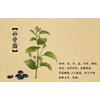 Greenlike FRUCTUS PSORALEAE(PSORALEA Fruit)16 OZ 补骨脂 补肾助阳