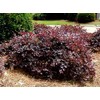 1 Daruma Dwarf Loropetalum Chinese Fringe Live Plant 3 Gallon