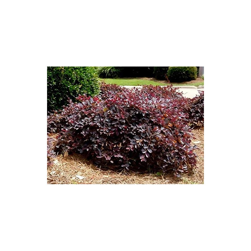 1 Daruma Dwarf Loropetalum Chinese Fringe Live Plant 3 Gallon