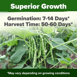 HOME GROWN Contender Bush Bean Seeds - 56 Seeds - Premium, USA Sourced, Non-GMO, Heirloom Green Beans Seeds - Bush Bean Seeds for Planting Your Emergency Food Supply (Phaseolus vulgaris)