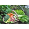 FRONTIER SEED CO. USA Survival Heirloom Seed Bank 6 varieties