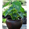 mallkerala 5 Beautiful Elephant Ear Colocasia Esculenta Tropical Plant Bulbs