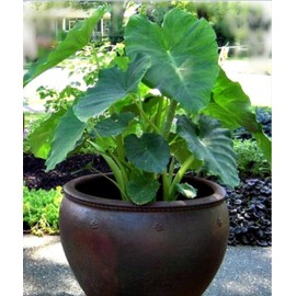 mallkerala 5 Beautiful Elephant Ear Colocasia Esculenta Tropical Plant Bulbs for Growing