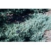 Juniper Blue Chip - 20 Live Plants - Juniperus Horizontalis