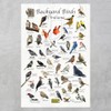 Where's Wildlife Backyard Birds of Indiana Bird Identification Poster (12"