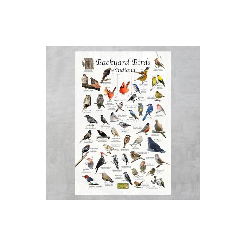 Where's Wildlife Backyard Birds of Indiana Bird Identification Poster (12"
