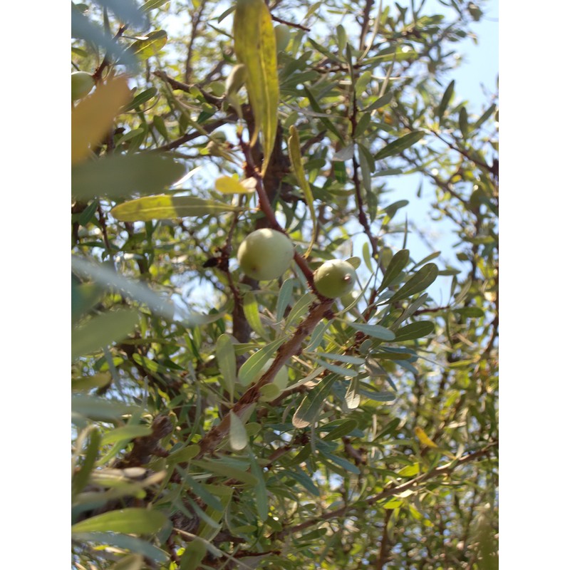 アルガンドールコスメティックオイル20ml