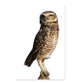 Large Realistic Owl Window Treatments, Removable Vinyl Treatments, Living Room, Bedroom, Bathroom Window Treatments