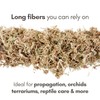 Mossify Premium Sphagnum Moss for Plants 50g, 1.8 Oz -