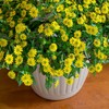 Outsidepride Creeping Zinnia - 4000 Seeds