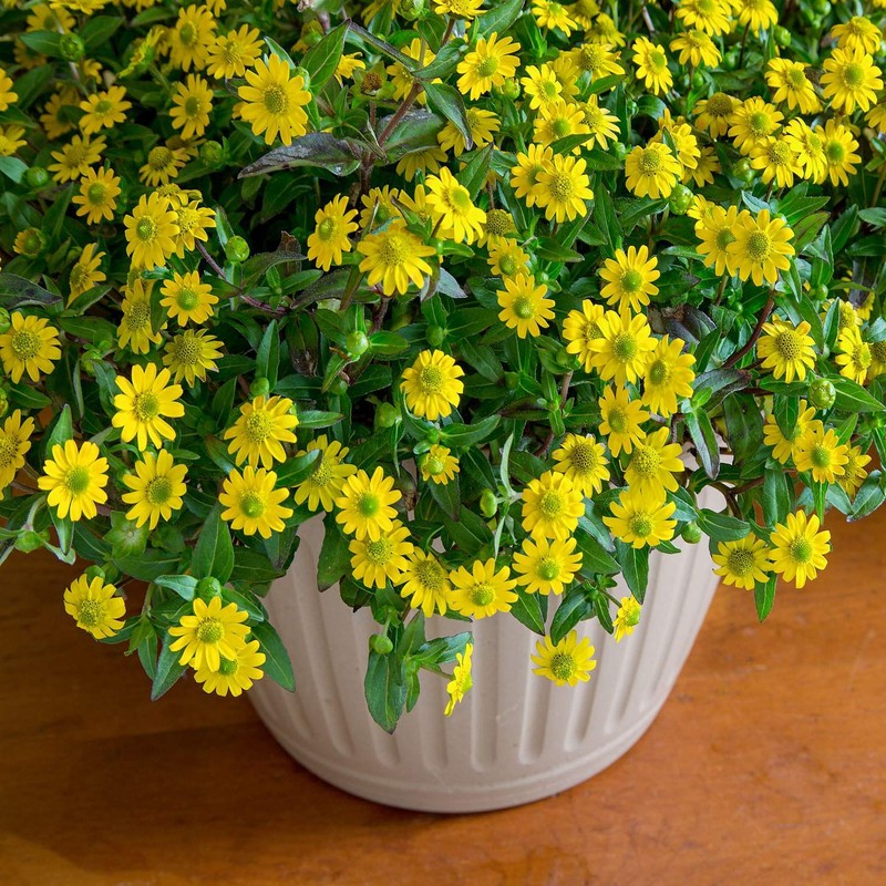 Outsidepride Creeping Zinnia - 4000 Seeds