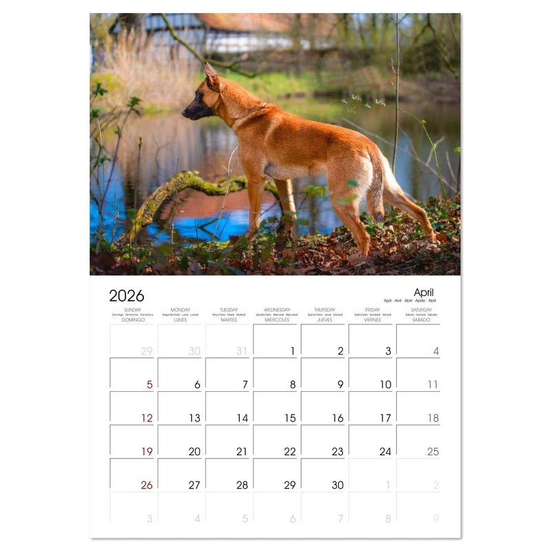 Malinois Magic: The Belgian Powerhouse (Monthly Wall Calendar 2026 11.7"
