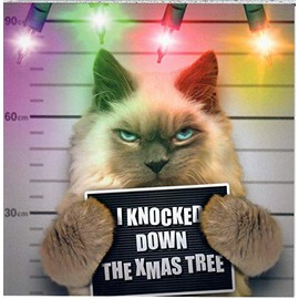 Mugshot Christmas Card