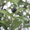 Artificial Tree in Modern Geometric Pattern Planter, Fake Olive Silk