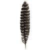 Incense Garden Grade A Barred Turkey Smudging Feather (no Stains,