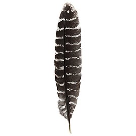 Incense Garden Grade A Barred Turkey Smudging Feather (no Stains, cuts, Pieces Missing)