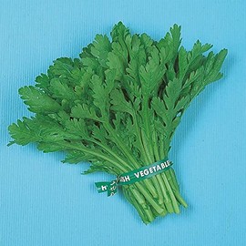 Chrysanthemum Greens Seeds - Garland Round Leaf - 1 Oz ~8400 Seeds - Non-GMO, Heirloom - Asian Edible Flower & Microgreens