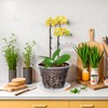 Orchid Pot 12 Pack | 3 of Each 4,5,6,7 Inch,Orchid