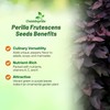 Outsidepride 2000 Seeds Annual Perilla Frutescens Beefsteak Plant Herb Garden
